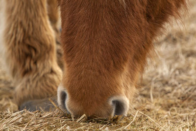 Closeup of a brown icelandic horse eating grass on a meadow