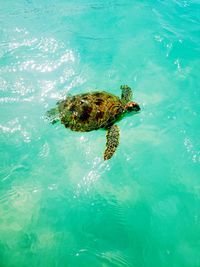 Turtle swimming in sea