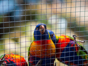 View of two birds in cage