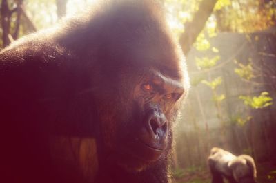 Close-up of gorilla in forest