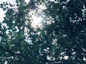 Low angle view of trees in forest