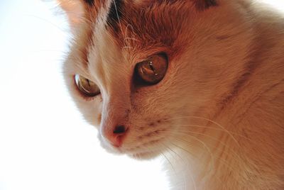 Close-up of cat looking away