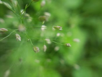 Close-up of insect on plant