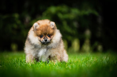 Portrait of dog on field