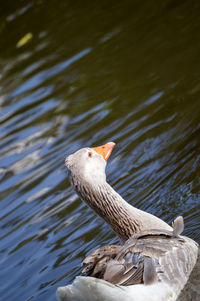 Duck swimming in lake