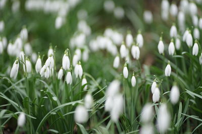 Close-up of white flowering plants on field