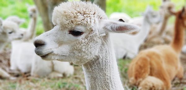 Close-up portrait of sheep on field