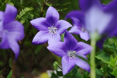 Close-up of purple flowering plant