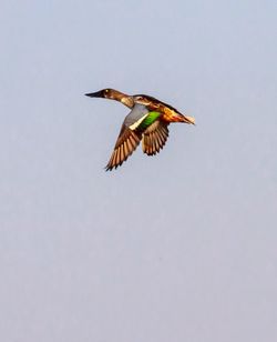 Low angle view of bird flying