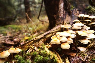 Close-up of mushrooms growing on tree in forest