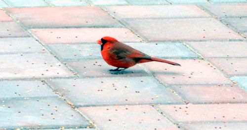 Close-up of bird perching on red outdoors