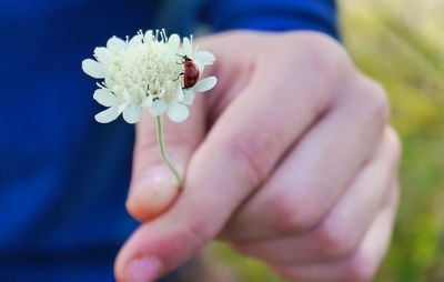 Close-up of hand holding flower with ladybug