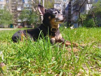 Dog looking away in field