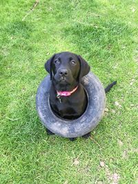 High angle portrait of dog sitting on field