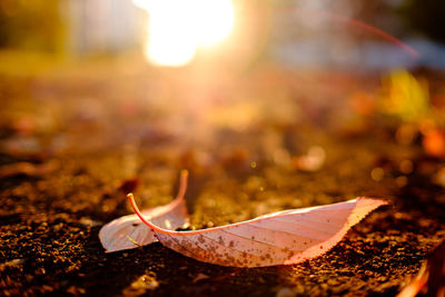 Close-up of leaves on ground