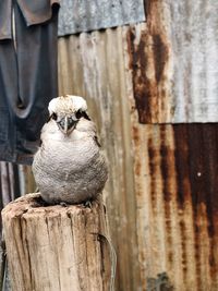 Close-up of bird on wooden post