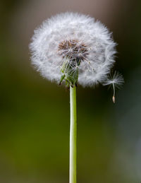 Close-up of dandelion against blurred background