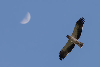 Low angle view of eagle flying against clear blue sky