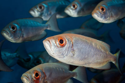 A flock of silver pelagic fish. underwater photography