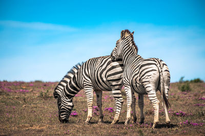 View of zebras on field against sky