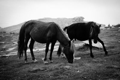 Horses grazing on field