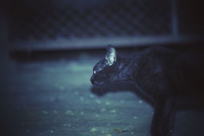 Close-up of cat looking away