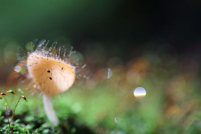 Close-up of mushroom growing on tree