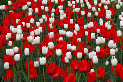 Close-up of poppies blooming in field