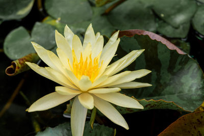 Close-up of yellow flowering plant