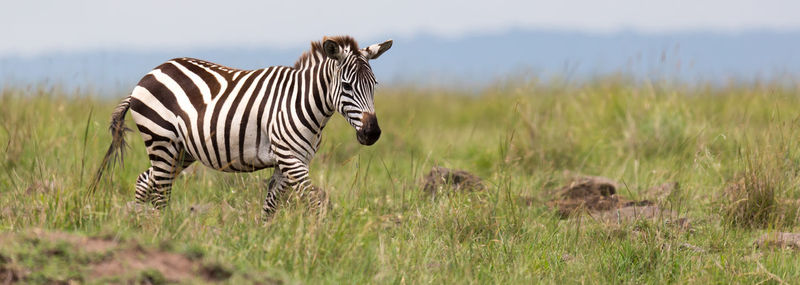 Zebras on a field