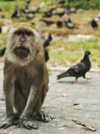 Monkeys sitting outdoors