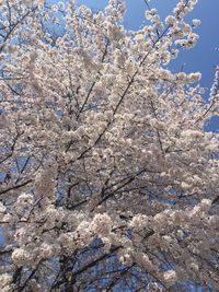 Low angle view of cherry blossom tree