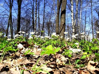 Plants and trees in forest