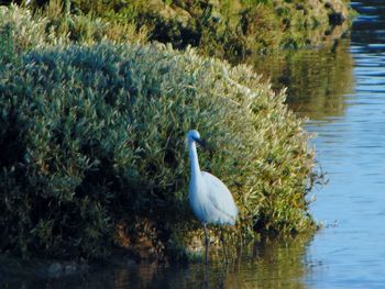 Close-up of duck in lake