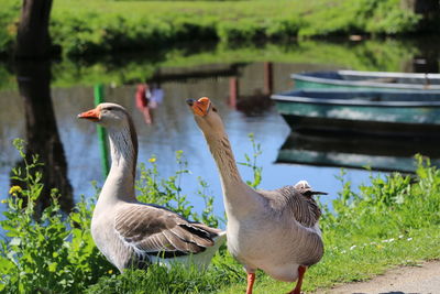 Greylag geese against lake