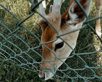 Close-up of deer in zoo