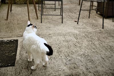 High angle view of white cat sitting outdoors