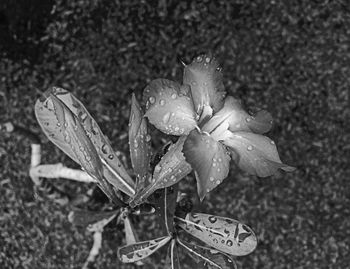 Close-up of wet flower blooming outdoors