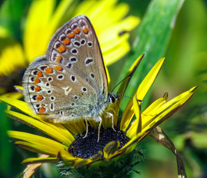 Close-up of butterfly pollinating on flower