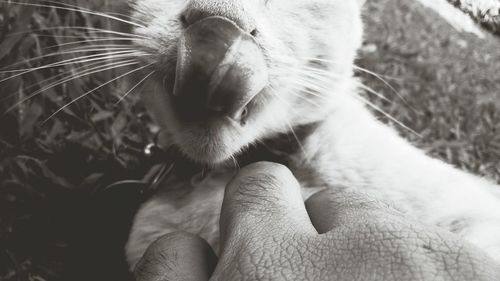 Cropped hand of man touching cat outdoors