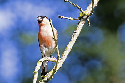 Low angle view of eurasian bullfinch perching on branch