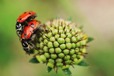 Close-up of ladybug on flower