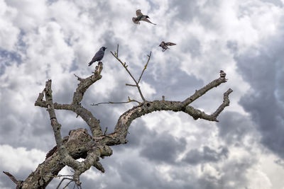 Low angle view of birds perching on tree against sky