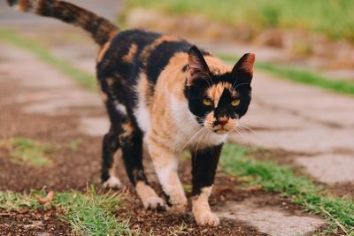 Portrait of calico cat walking on field