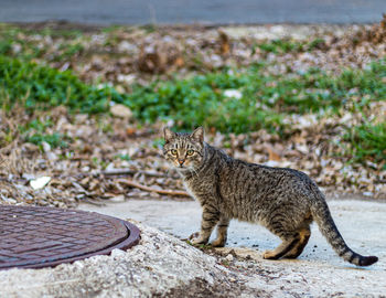 Portrait of a cat sitting on land