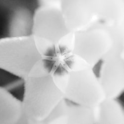 Close-up of flowers blooming outdoors