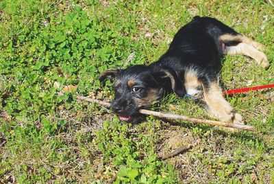 Puppy playing on grass