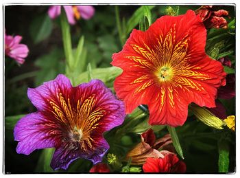 Close-up of flowers blooming outdoors