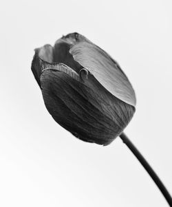 Close-up of leaf against white background