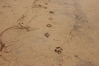 High angle view of footprints on sand